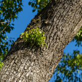 Ho Wood Essential Oil